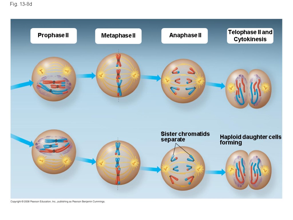 Fig. 13-8d Prophase II Metaphase II Anaphase II Telophase II and Cytokinesis Sister chromatids